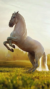 White Horse Field, cheval blanc, Animaux, Cheval, champ, Fond d'écran HD HD wallpaper