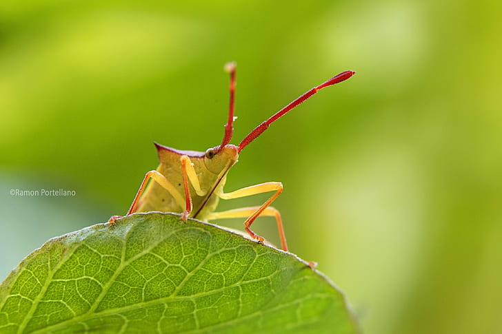 red and yellow bug on leaf macro photography, red, yellow, bug, leaf, macro photography, fotografía, de campo, aire libre, animal, flickr, fotografia, nature, Jaén, foto, Nikon D750, Tamron, 90mm, f/2.8, extensión, Kenko, insect, wildlife, close-up, invertebrate, locust, grasshopper, HD wallpaper