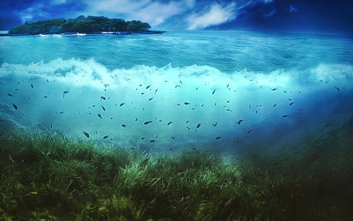 تحت الماء ، الأسماك ، البحر ، الأعشاب البحرية ، الطحالب، خلفية HD