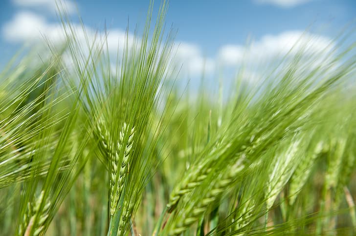 wheat, field, rye, spikelets, ears, cereals, HD wallpaper