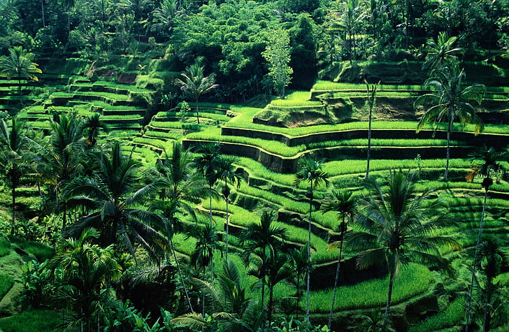 발리, 인도네시아, 녹색 쌀 필드, 아시아, 인도네시아, 여행, 자연, 풍경, 발리, 테라스, 라이스 테라스, HD 배경 화면