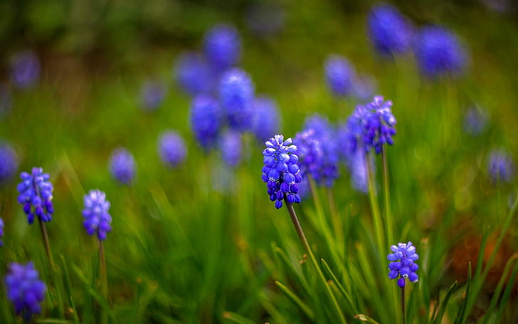 Muscari Flowers Natura, fiore viola del petalo, muscari, fiori, natura, Sfondo HD