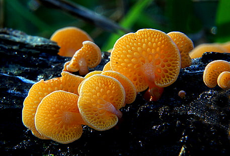 оранжевые грибы на дереве, грибок, фаволаския, апельсин, грибок, фаволаския, апельсин, поры, грибок, Favolaschia calocera, грибы, лес, грибы, Sony DSLR-A580, Public Domain, посвящение, CC0, фотографии, подводный, природа, море,риф, HD обои HD wallpaper
