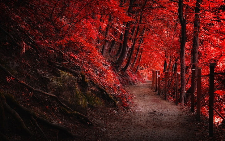rotblättrige Bäume, rote Laubbäume tagsüber, Landschaft, Natur, Herbst, rot, Pfad, Zaun, Berge, Wald, Bäume, Wurzeln, HD-Hintergrundbild