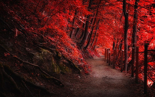 rotblättrige Bäume, rote Laubbäume tagsüber, Landschaft, Natur, Herbst, rot, Pfad, Zaun, Berge, Wald, Bäume, Wurzeln, HD-Hintergrundbild HD wallpaper