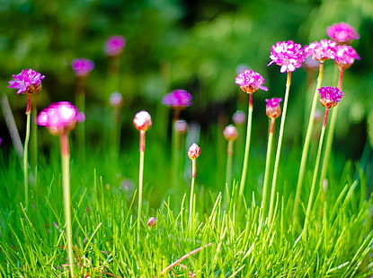shallow focus photography of purple flowers during daytime, thrift, armeria maritima, rose, thrift, armeria maritima, rose, Thrift, Armeria maritima, Morning Star, shallow focus, photography, purple, flowers, daytime, North Yorkshire, JRR Tolkien, Nikon, Ryedale, creative commons, education, image, photographer, photo, photograph, school  teacher, teaching, tolkien, yorkshire, exif, focal_length, mm, nikon corporation, lens, f/1.4, iso_speed, model, nikon d7000, geo, aperture, ƒ / 1.4, state, camera, city, north of england, red  grass, macro, copyright, nature, flower, summer, grass, plant, meadow, springtime, green Color, outdoors, freshness, beauty In Nature, HD wallpaper HD wallpaper