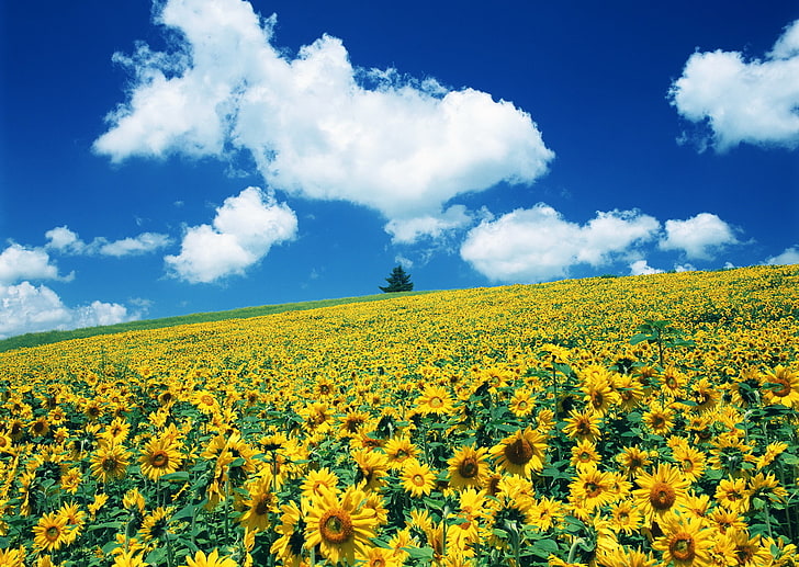 слънчогледово поле, поле, слънчогледи, цветя, почти Ван Гог, HD тапет