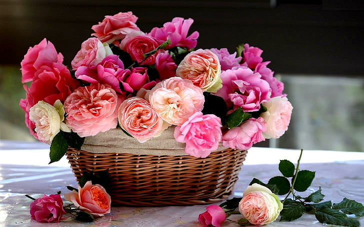 Royal Roses, stillife, rosas, arranjo, cesta, natureza e paisagens, HD papel de parede