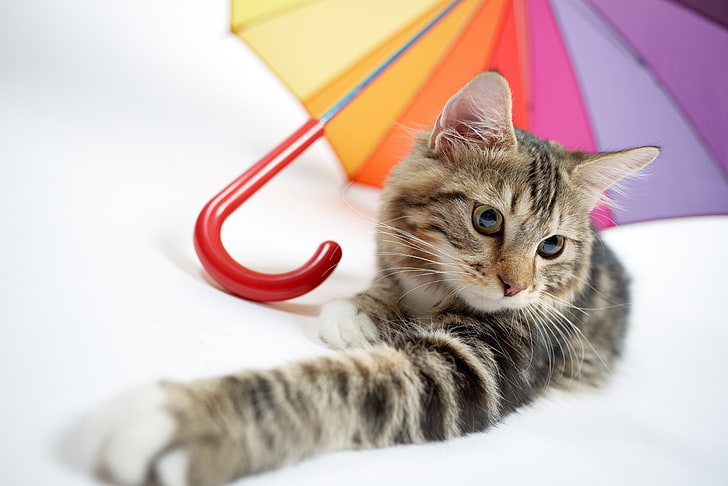 branco, colorida, guarda-chuva, gato, animais, HD papel de parede