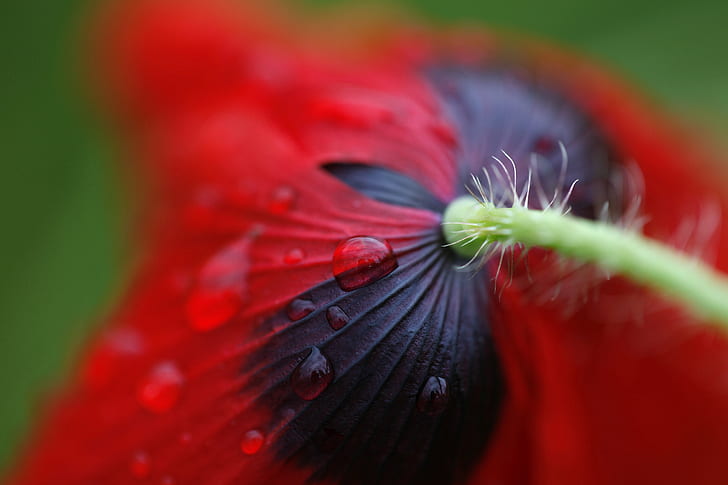 closeup photo of red Poppy flower with water drops, here today, closeup, photo, red Poppy, flower, water, drops, extravagance, petals, veins, fuzzy, hairy, delicate, curved, colourful, bokeh, blur, transient, droplets, droplet, rain, wildflower, wet, weed, stem, refraction, nature, macro, lines, france, distortion, little, bride, thanks, Dik, here today, gone tomorrow, life cycles, fleeting, close-up, plant, red, petal, flower Head, single Flower, HD wallpaper