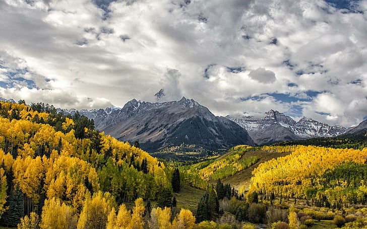 가을 노란 단풍, 노란 소나무와 회색 산, 자연, 1920x1200, 구름, 잎, 나무, 숲, 산, 단풍, 가을, 가을, HD 배경 화면