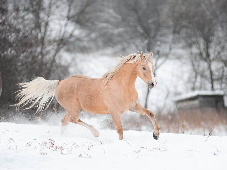 冬に走っている馬、馬、実行中、冬、 HDデスクトップの壁紙