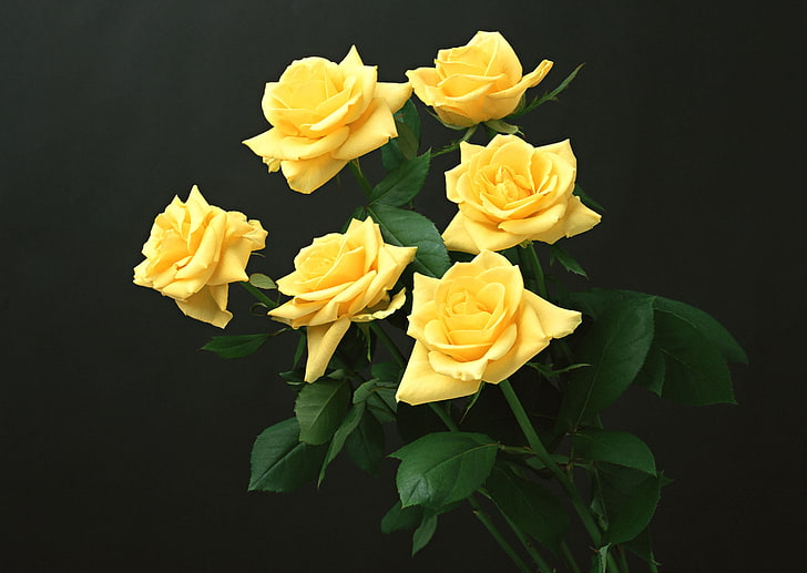 six yellow rose flowers, yellow, roses, black background, flowers, HD wallpaper