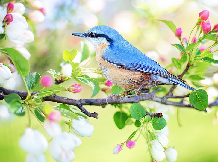 Bird, Blossom Tree Branch, Springtime, Seasons, Spring, Bird, Pink, Flowers, Branch, Blooming, Blossom, Harmoniation, Buds, Springtime, smallbird, HD тапет