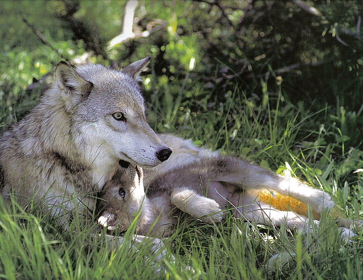Wolf Mom, two gray wolves, grey, nature, wolves, animals, HD wallpaper