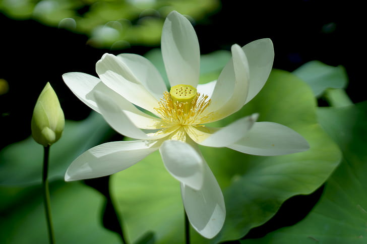 fleur pétale blanche, fleur de lotus, fleur de lotus, fleur de lotus, fleur florale, bouton floral, étang, fleur de lotus, nature, fleur, plante, pétale, tête de fleur, lys d'eau, feuille, beauté Dans la nature, été, Fond d'écran HD