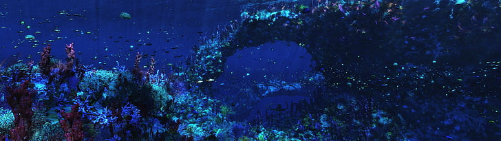 sea floor, multiple display, underwater, fish, coral, HD wallpaper