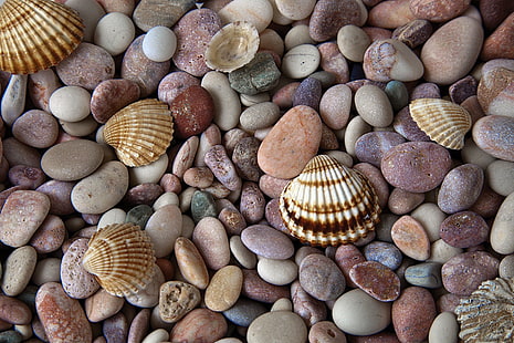 brown seashell, macro, stones, shell, HD wallpaper HD wallpaper