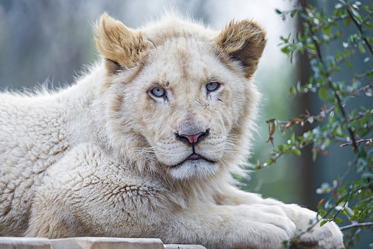 lion brun, chat, visage, yeux bleus, lion, lion blanc, © Tambako The Jaguar, Fond d'écran HD