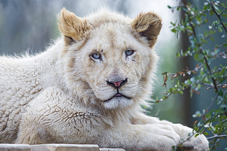brown lion, cat, face, blue eyes, lion, white lion, ©Tambako The Jaguar, HD wallpaper HD wallpaper