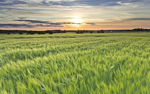 Sverige, kornfält, sol, kväll, solnedgång, grönt gräsfält, Sverige, korn, fält, sol, kväll, solnedgång, HD tapet HD wallpaper