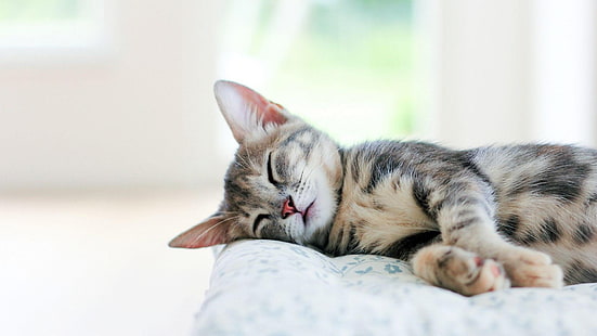 bonitinho, gatos, sono, HD papel de parede HD wallpaper