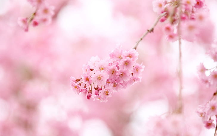 Pink cherry flowers, pink petaled flowers, flowers, 2560x1600, blossom, cherry, branch, HD wallpaper
