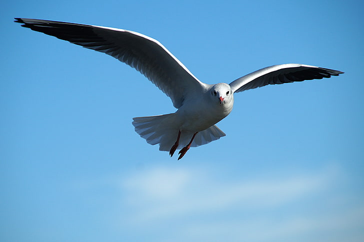 white seagull, gull, bird, sky, flying, HD wallpaper