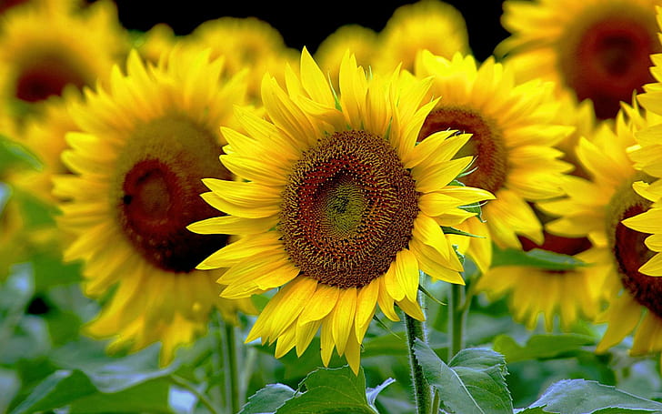 bunga matahari, Wallpaper HD