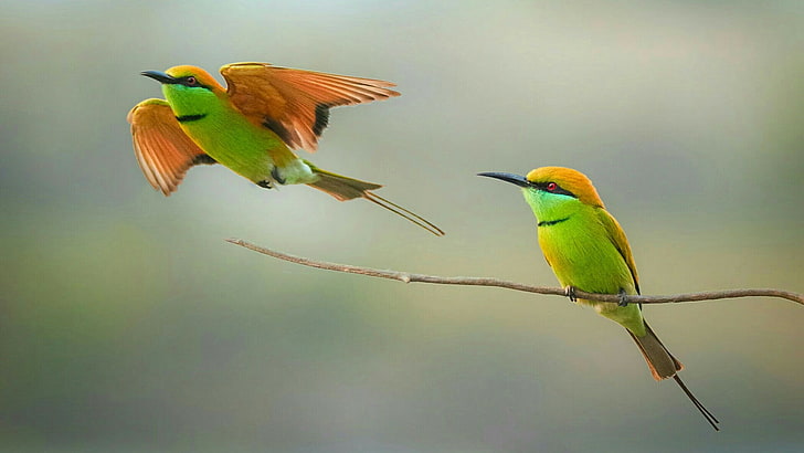 birds, bird, green bee-eater, beak, bee eater, wildlife, twig, wing, blur, blurred, HD wallpaper