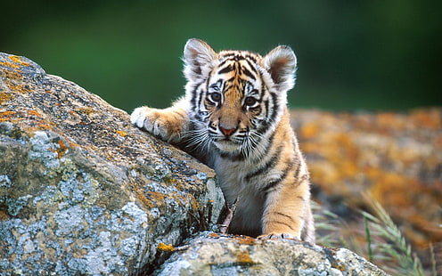 animais, tigre, filhotes, HD papel de parede HD wallpaper