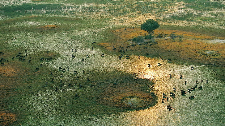 Afrika, Büffel, Seen, Landschaften, Migration, Natur, HD-Hintergrundbild