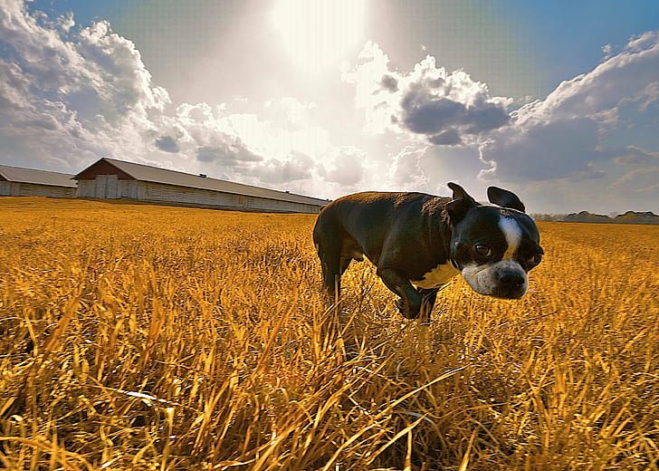 маленькая короткошерстная черная собака на поле, небесный, бандит, маленькая короткошерстная, черная, собака, поле, небо, животное, бостон-терьер, небеса, клакстон джорджия, широкоугольный, широкий угол, природа, собака, сельская сцена, сельское хозяйство, ферма, на природе, луг, домашние животные, лето, трава, HD обои