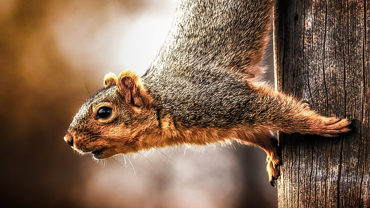 squirrel, wildlife, rodent, HD wallpaper