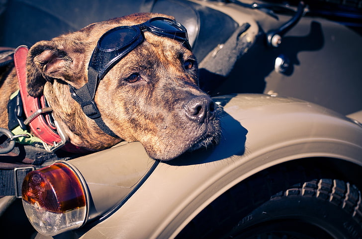 adult brindle American pit bull terrier, dog, look, amstaff, glasses, HD wallpaper