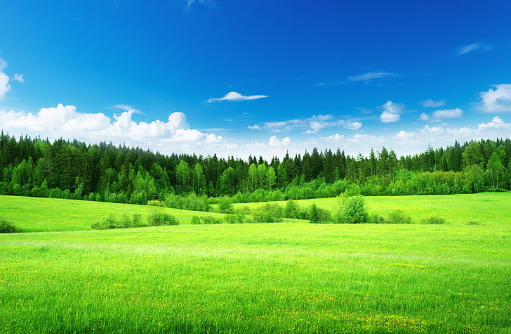 Grünes Gras, dichter Wald, blauer Himmel, HD-Hintergrundbild