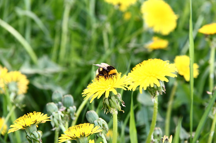 bumble bee, bumblebee, dandelion, pollination, grass, field, HD wallpaper