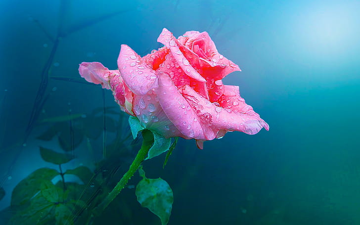 Un fiore rosa rosa, gocce d'acqua, Uno, rosa, rosa, fiore, acqua, gocce, Sfondo HD