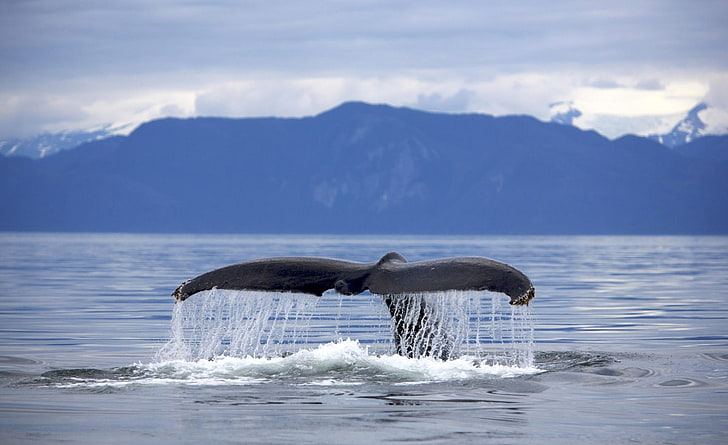 Alaska Frederick Sound Humpback Whale..., whale tail, Animals, Sea, Sound, Alaska, Frederick, Humpback, Whale, Megaptera, Novaeangliae, Tail, HD wallpaper