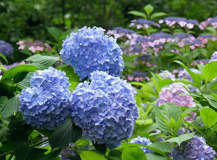 blue hydrangea flowers, hydrangea, flowering, bushes, leaves, park, HD wallpaper