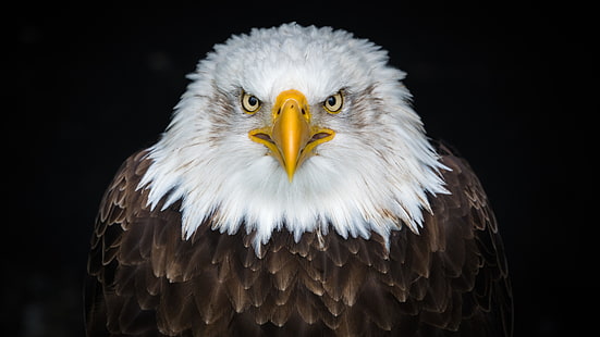 águia americana, 8k, close-up, ave de rapina, ave, águia, animais selvagens, bico, fotografia, HD papel de parede HD wallpaper