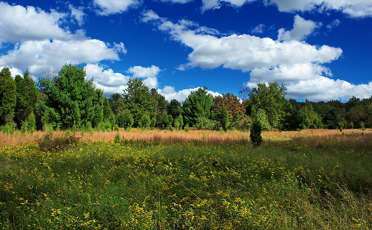 withered grass surrounded by green plants and trees photo, Mountaintop, Meadow, withered, grass, green plants, trees, photo, Pennsylvania, Monroe County, Cherry Valley National Wildlife Refuge, Blue Mountain, Kittatinny Mountain, Appalachian Mountains, Poconos, hiking, landscape, field, wildflowers, plants, vegetation, sky, clouds, cumulus, shadows, autumn, creative commons, nature, summer, tree, forest, outdoors, blue, scenics, green Color, rural Scene, HD wallpaper