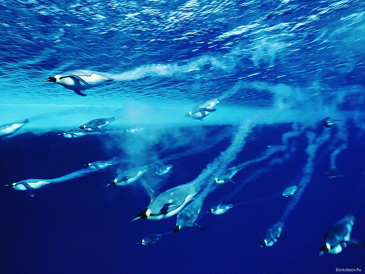 mar, submarino, pingüinos, azul, animales, vida silvestre, Fondo de pantalla HD