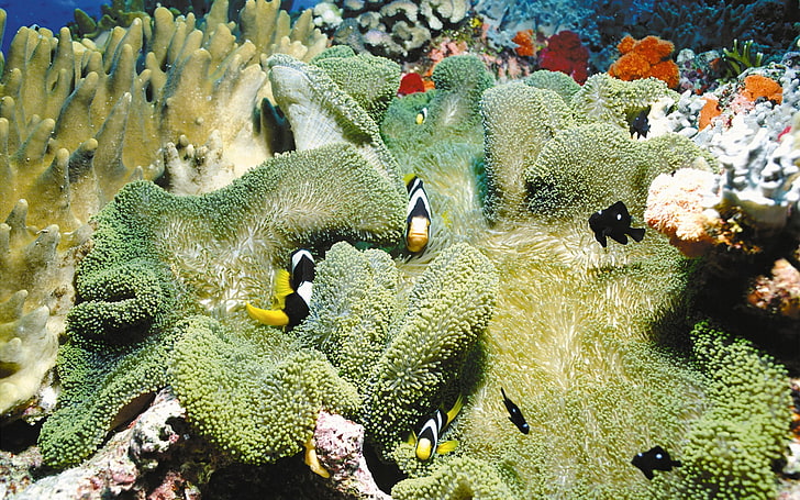 clownfish, sea anemones, coral, sea, nature, HD wallpaper