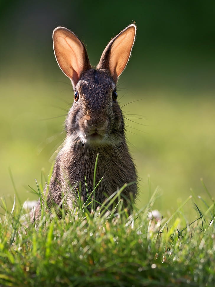 серый кролик на фокусном фото, Alert, фото, Оуэн Парк, Canon EF, F2, II, USM, 0x, удлинитель, III, животное, трава, кролик - Животное, милый, природа, млекопитающее, на открытом воздухе, пушистый, пасха, весна,домашние животные, луг, маленький, HD обои, телефон обои