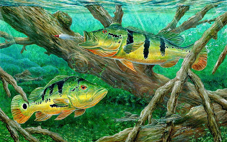 Peacock Bass Fishing On Canvas Wallpaper Hd, Fondo de pantalla HD