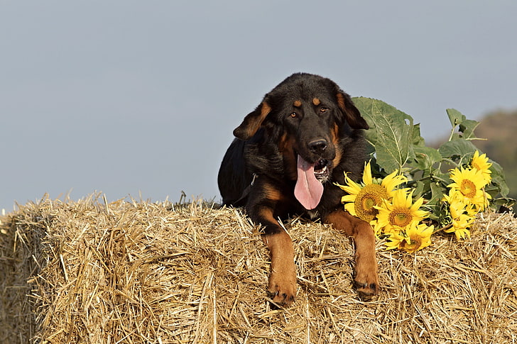 adult black and tan Tibetan mastiff, dog, sheepdog, muzzle, hay, sunflowers, HD wallpaper