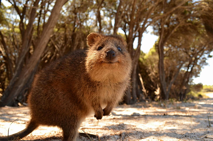 Tiere, Australien, Quokka, HD-Hintergrundbild