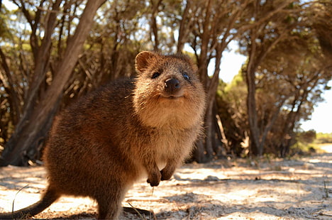 Tiere, Australien, Quokka, HD-Hintergrundbild HD wallpaper
