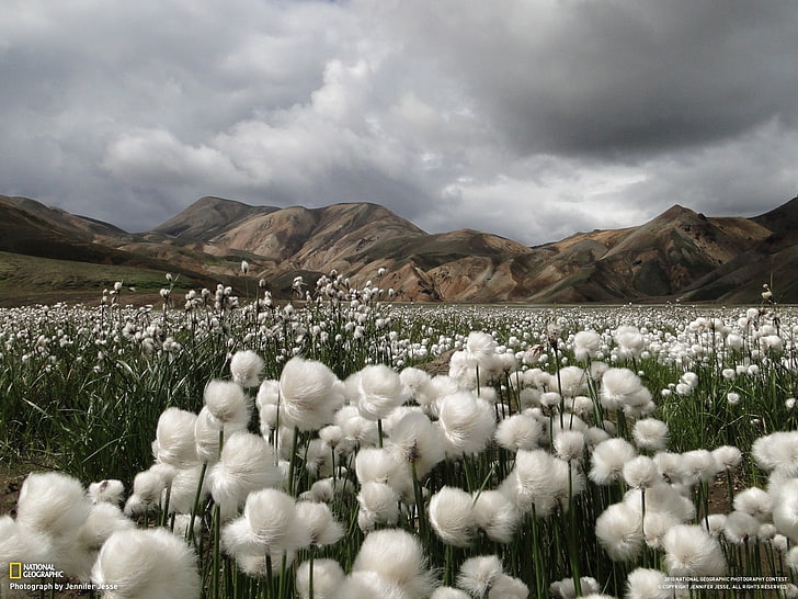 National Geographic, krajobraz, góry, Islandia, pole, białe kwiaty, kwiaty, Tapety HD